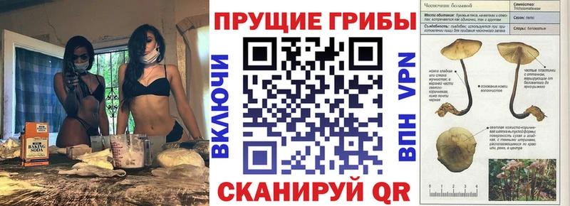 Галлюциногенные грибы Psilocybe Арсеньев